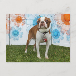Postal Jasmine - Boston Terrier