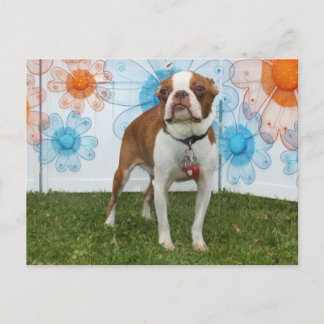 Postal Jasmine - Boston Terrier
