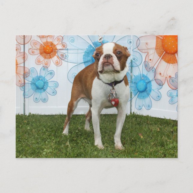 Postal Jasmine - Boston Terrier (Anverso)