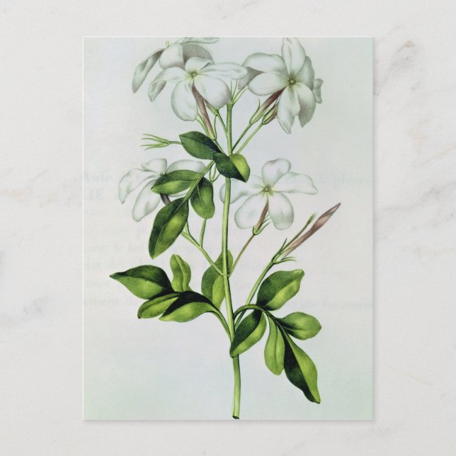 Postal Jasmine, de 'La Guirlande de Julie' (Anverso)