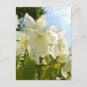 Postal Jasmine Flowers