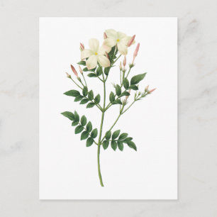Postal jasmine(Jasminum grandiflorum) de Redouté