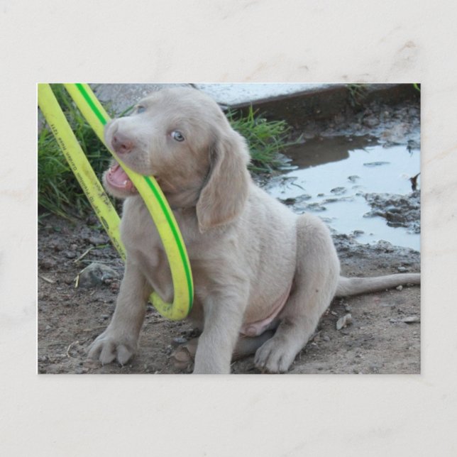 Postal Jasper lo consigue (Anverso)