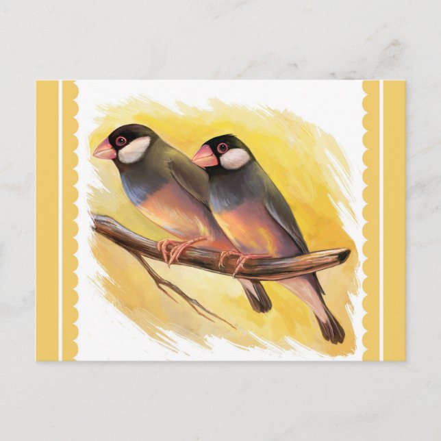 Postal Java Sparrow busca pintura realista (Anverso)