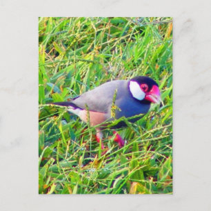 Postal Java Sparrow en el césped de Hawaii