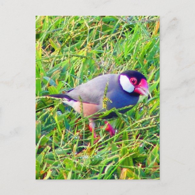Postal Java Sparrow en el césped de Hawaii (Anverso)