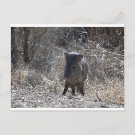 Postal Javalina