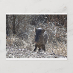 Postal Javalina