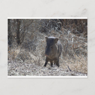 Postal Javalina