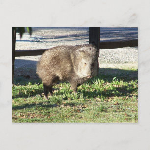 Postal Javelina