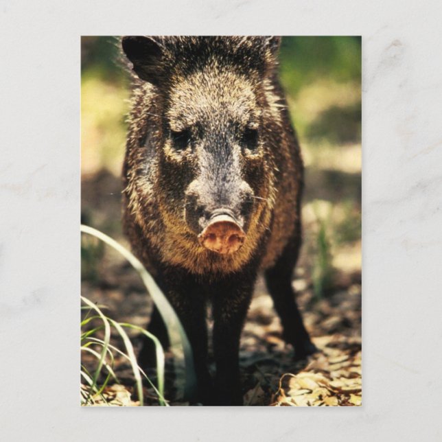 Postal Javelina (Anverso)
