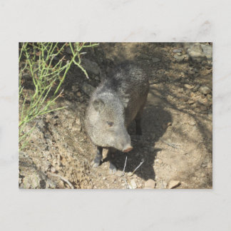 Postal Javelina