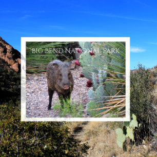 Postal Javelina, Peccary, Pricky Pear, Big Bend