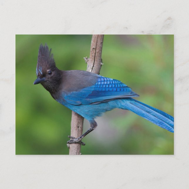 Postal Jay 1 de Steller (Anverso)