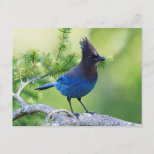 Postal Jay 3 de Steller