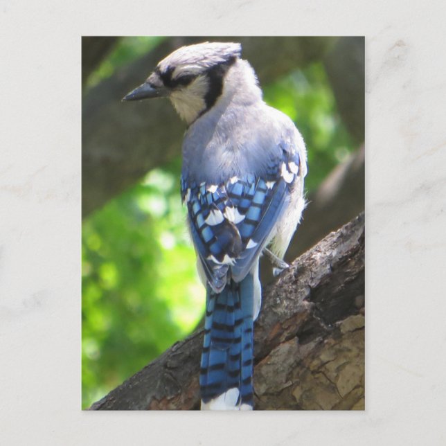 Postal Jay azul (Anverso)