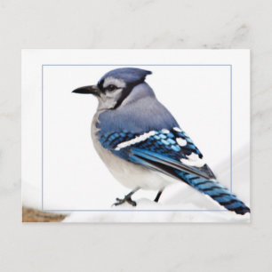 Postal Jay azul
