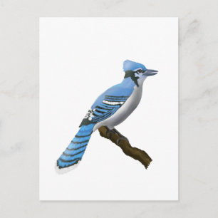 Postal Jay azul