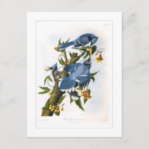 Postal Jay azul