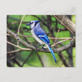 Postal Jay azul