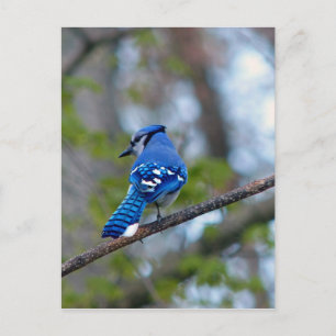 Postal Jay azul
