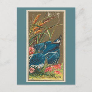 Postal Jay azul