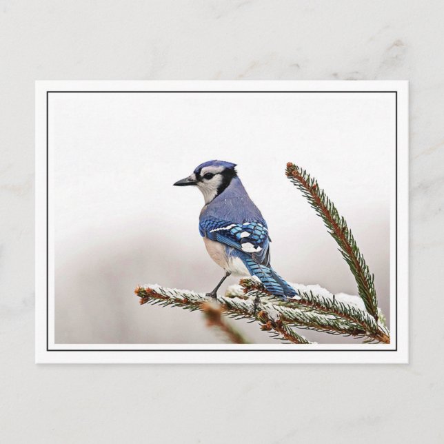 Postal Jay azul en invierno (Anverso)