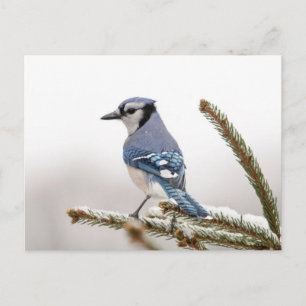 Postal Jay azul en invierno