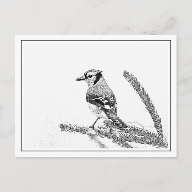 Postal Jay azul en invierno (Anverso)