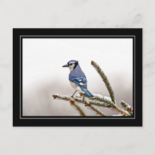 Postal Jay azul en invierno