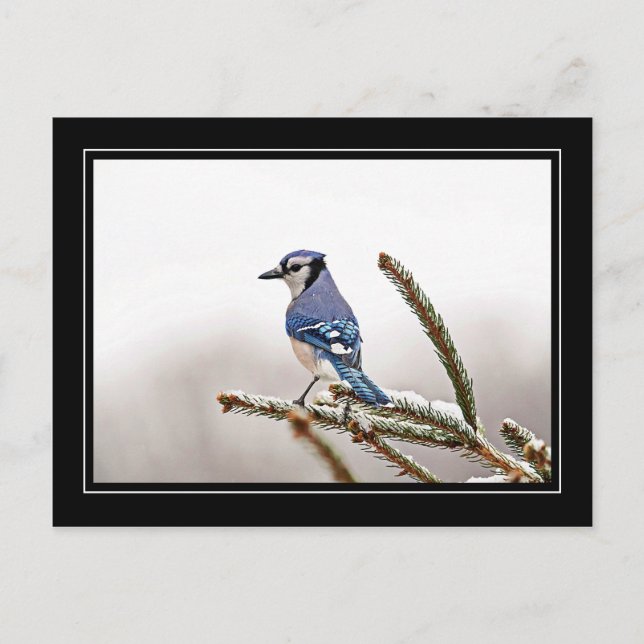 Postal Jay azul en invierno (Anverso)