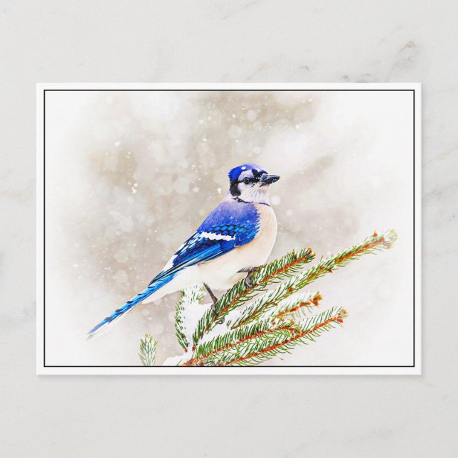 Postal Jay azul en invierno (Anverso)
