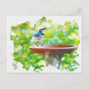 Postal Jay azul en la acuarela del baño de abetos