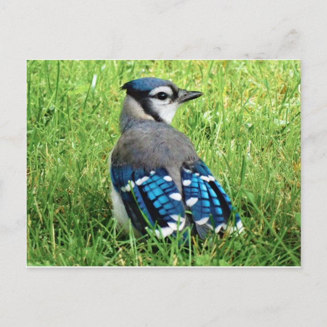 Postal Jay azul en la hierba (Anverso)