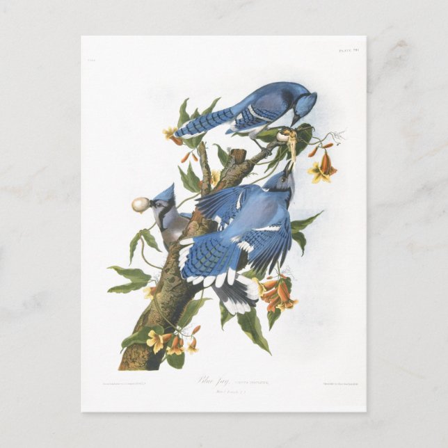 Postal Jay azul, John James Audubon (Anverso)