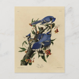 Postal Jay azul - Los pájaros de Estados Unidos de John J