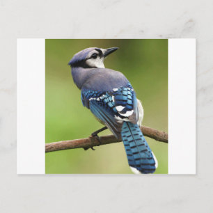 Postal Jay azul pensando en tu amigo papá de la familia