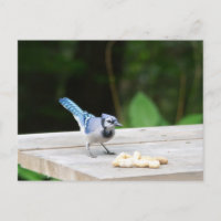 Jay azul recibiendo un maní