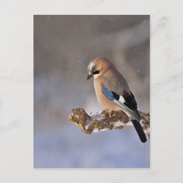 Postal Jay Bird en invierno (Anverso)