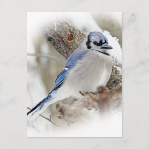 Postal Jay Cyanocitta cristata azul