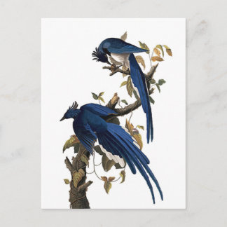 Postal Jay de Columbia | John James Audubon