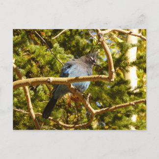 Postal Jay de Steller en el Parque Nacional Rocky Mountai