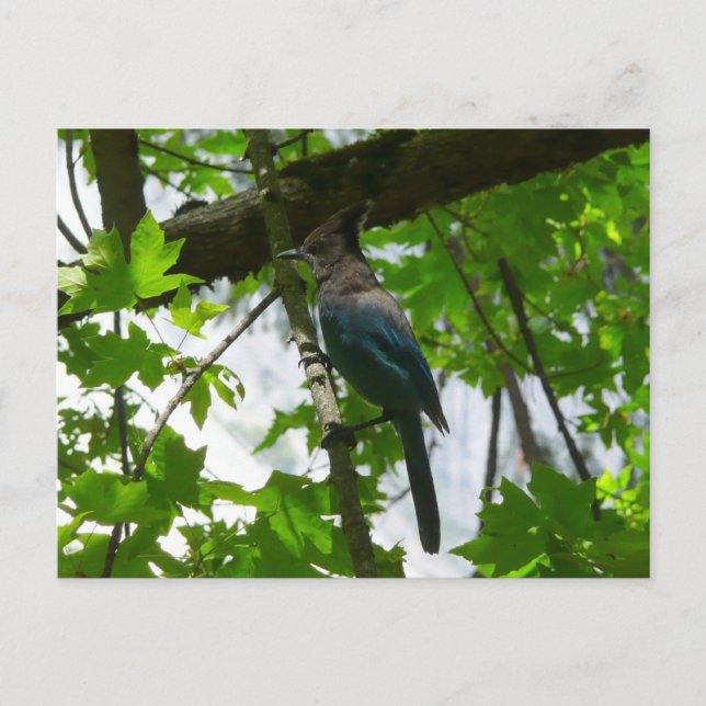 Postal Jay de Steller en el Parque Nacional Yosemite (Anverso)