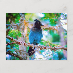 Postal Jay de Steller - Fotografía original