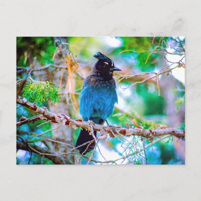 Postal Jay de Steller - Fotografía original (Anverso)