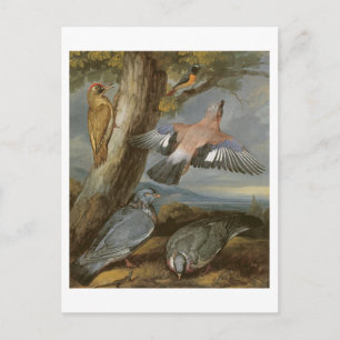 Postal Jay, Green Woodpecker, Pigeons and Redstart, c.165