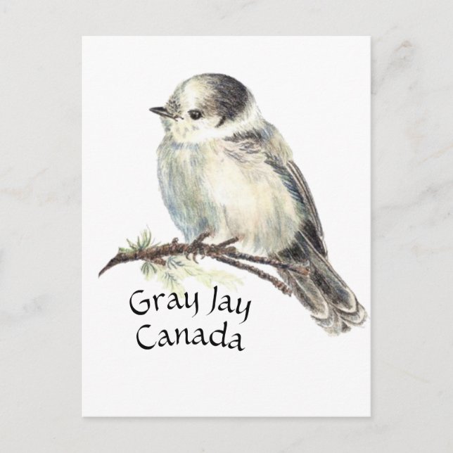 Postal Jay Gris gris pájaro de Canadá, Whiskey Jack (Anverso)