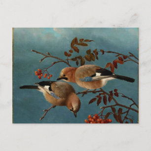 Postal Jays - Dos pájaros en un árbol