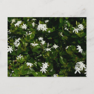 Postal Jazmín Flores Tropicales Florales Botánicas