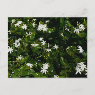 Postal Jazmín Flores Tropicales Florales Botánicas